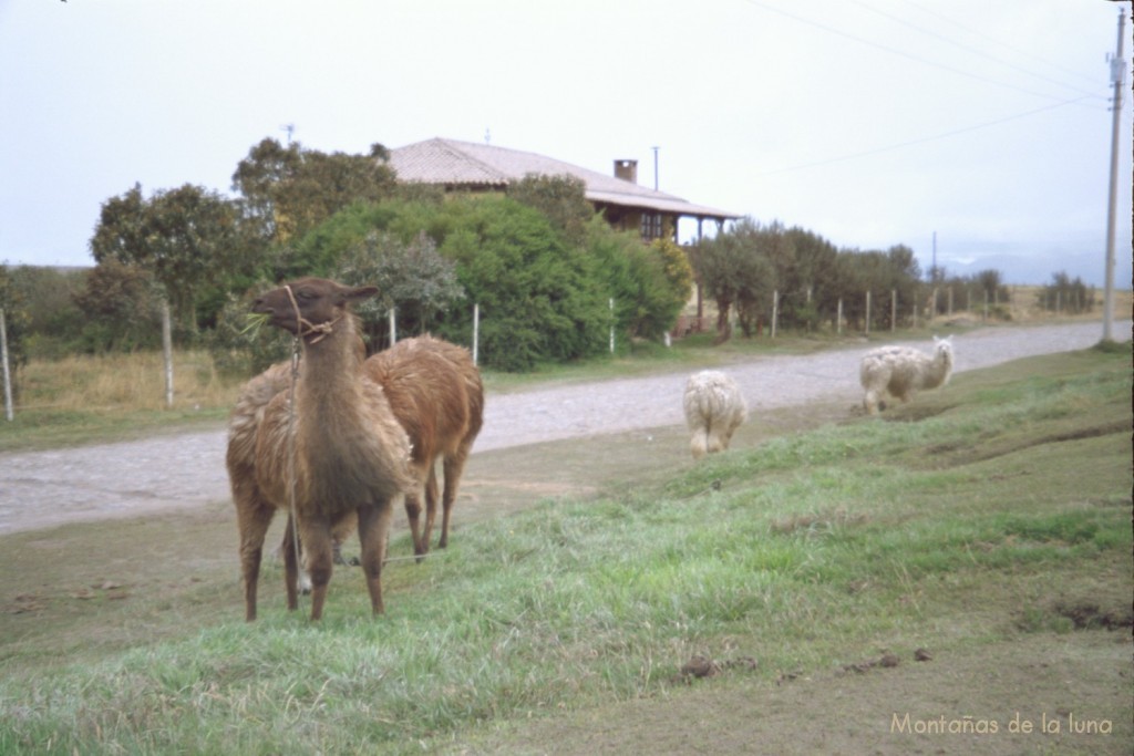 Llamas y alpacas junto a la antigua empedrada carretera Panamericana cerca de la Estación de Urbina